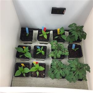 Fairchild plants 