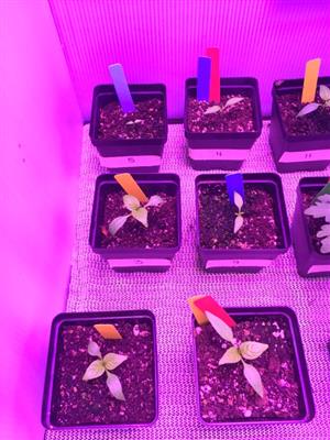 NASA Veggies 