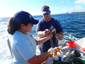 shark tagging 