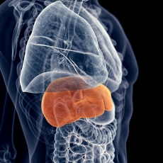  Hepatitis in the Body