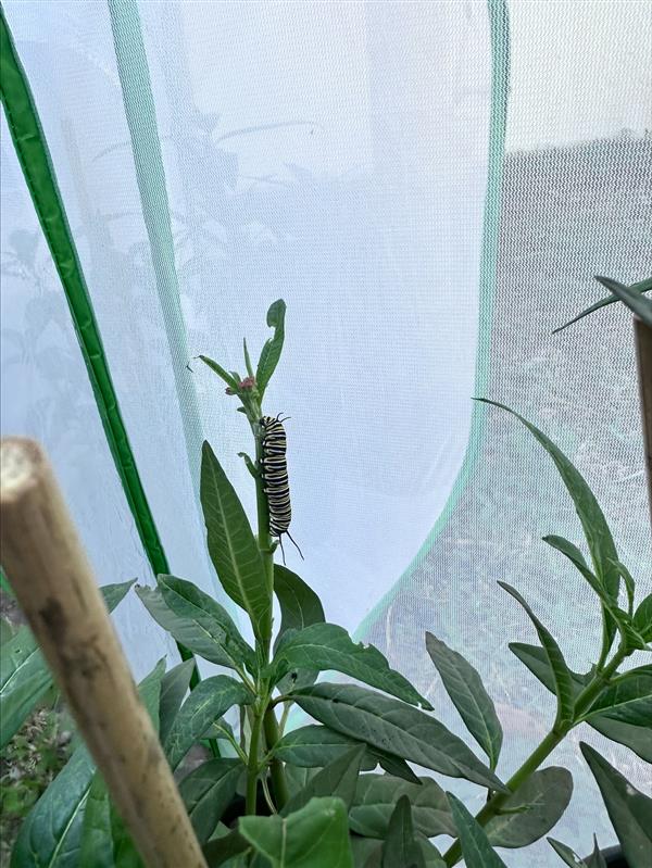 a monarch butterfly caterpillar on a milkweed plant