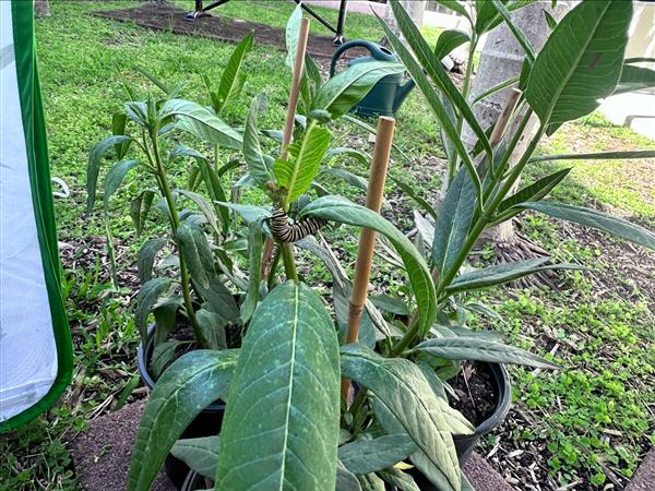 a monarch butterfly caterpillar on a milkweed plant