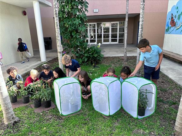 students tending to caterpillars