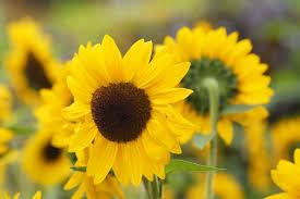 Sun flowers in a field